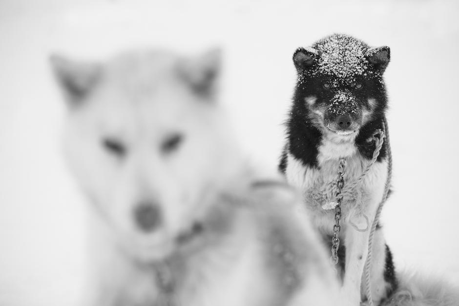 Hunde
