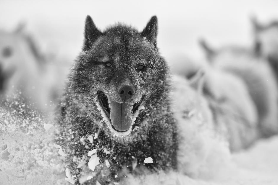 Den Grønlandske slædehund