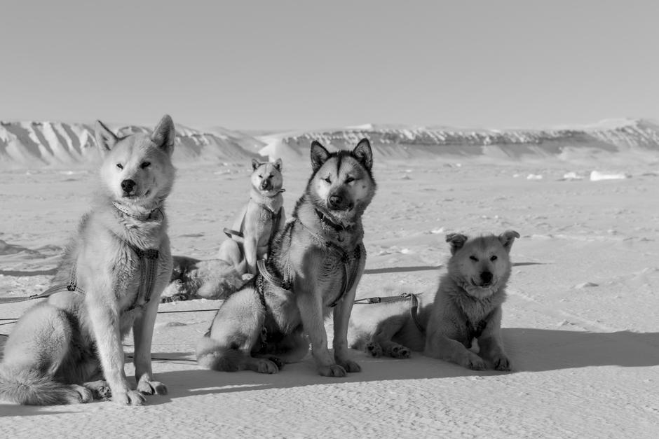 Den Grønlandske slædehund